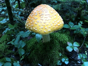 Coolest mushroom I've seen on the trail